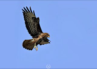 buzzard-photo-birds