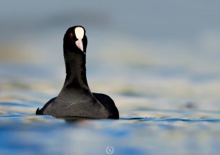 sakar-meke-kus-volkan-akgul