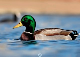 yesil-bas-ordek-kus-fotografciligi-volkan-akgul