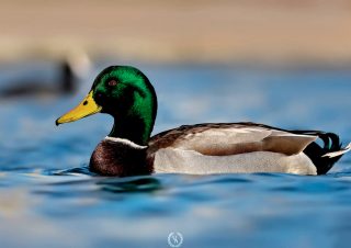 yesil-bas-ordek-kus-volkan-akgul